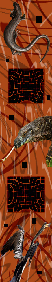 Goanna