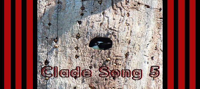 Clade Song 5 Banner